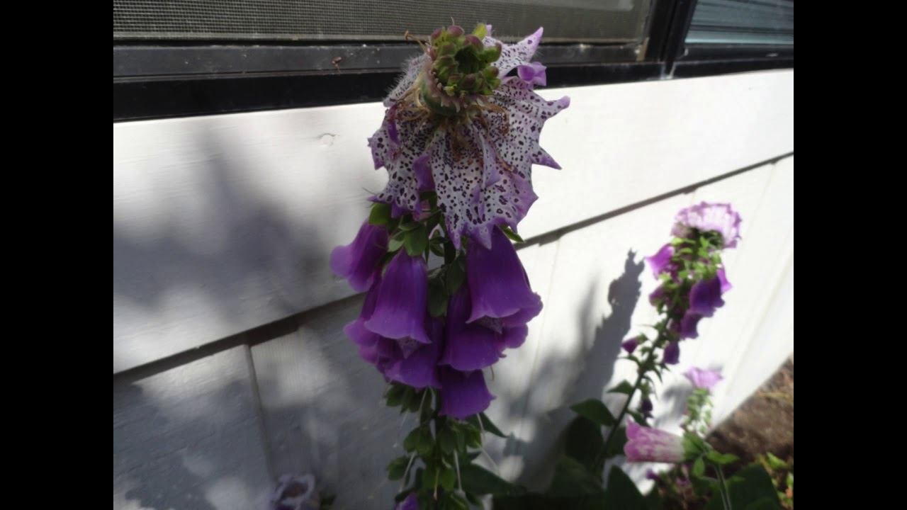 An unusual foxglove (4) 