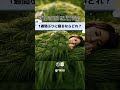 1週間ぶりに寝るならどれ?草VS石#asmr #shorts #relaxing