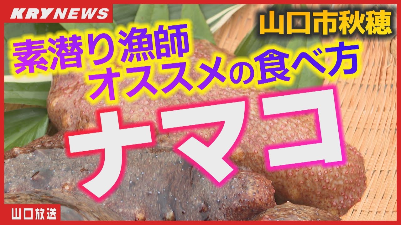 冬の味覚ナマコ！漁師の食べ方！気象予報士が漁に同行！山口県山口市 