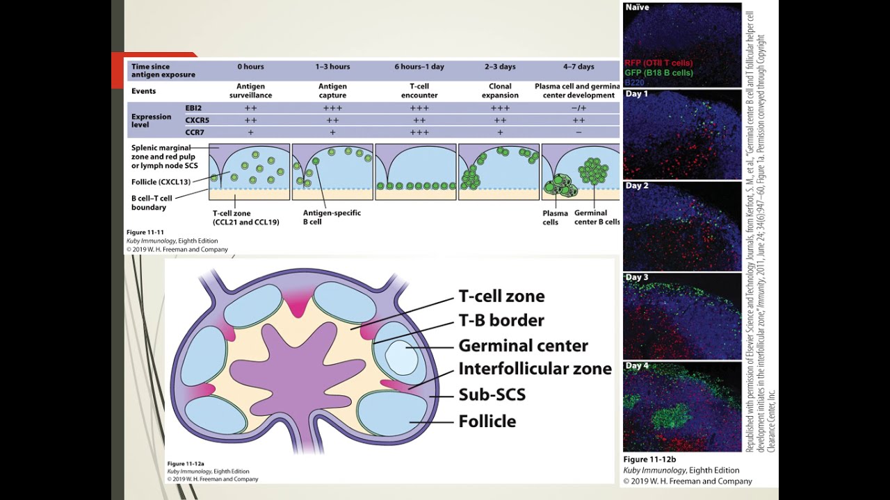 Chapter 11 B cell activation - YouTube
