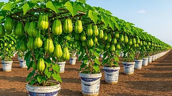 How to Grow High-Yield Chayote Easily in Containers