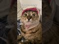 Skylar the cat shark is caught on camera. #trending #cat #fyp #catshorts #youtubeshorts