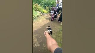 Jalak suren ngamuk bongkar isian