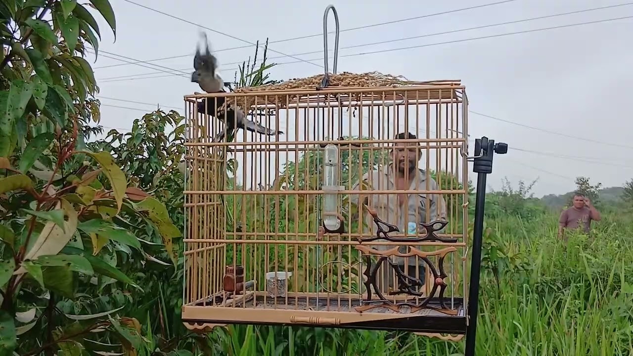 Patativa ORCA FINALIZANDO UMA PARDA 