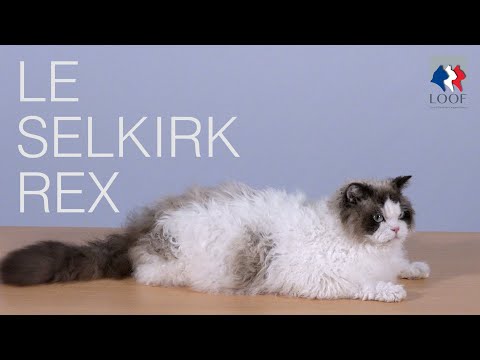 Vidéo: Race Selkirk Rex: origine, caractéristiques et Albert pompeux