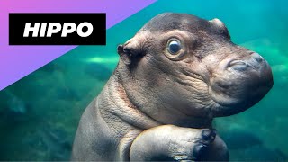 Hippopotamus 🦛 The Most Dangerous Animal On The River #shorts