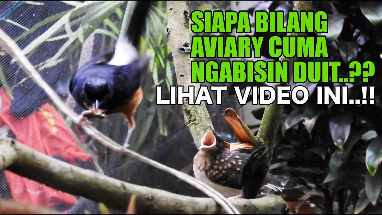GAK JAMAN AVIARY CUMA NGABISIN DUIT..NGILER LIAT AVIARY SI OM INI, ANAKAN BURUNG BERMUNCULAN