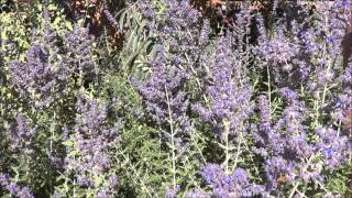 Soft Steps - a beautiful & relaxing Piano meditation - Steven Sunn - La Posada Hotel - Winslow screenshot 2