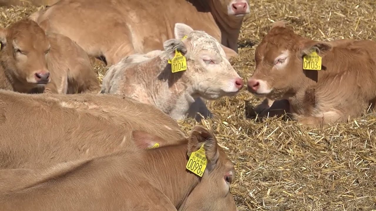 TÉLEN NYÁRON BLONDE D'AQUITAINE / KIS GYULA TENYÉSZETE