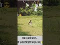Bangla natok comedy