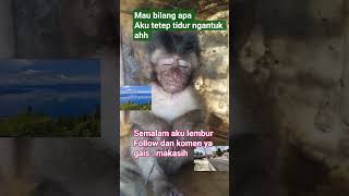 Monyet ngantuk #vlog #automobile #wisata #wisataalam