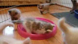 Ragamuffin Kittens Playing by 4atopcat 231,418 views 16 years ago 1 minute, 8 seconds