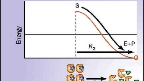 Enzyme Substrate complex breaks down in two possible ways