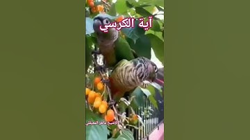 آية الكرسي #القرآن_الكريم #آية_الكرسي #flowers #explore #like #تلاوة_خاشعة #fypシ #quran@ماهرالمعيقلي