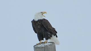 Beautiful bald eagle calls & takes flight