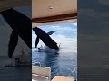 Giant Whale Leaps Near a Boat
