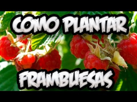 Video: Arbusto De Frambuesa