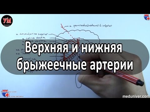 Верхняя и нижняя брыжеечные артерии - meduniver.com