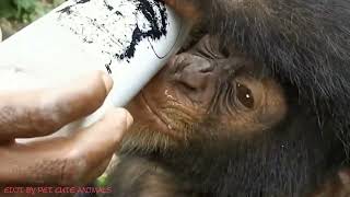 Baby chimpanzees are too young to take care of themselves in the forest by Pet Cute Animals 1,140 views 4 months ago 5 minutes, 59 seconds