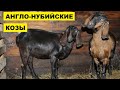 Разведение коз Англо-нубийской породы как бизнес | Козоводство | Англо Нубийские козы