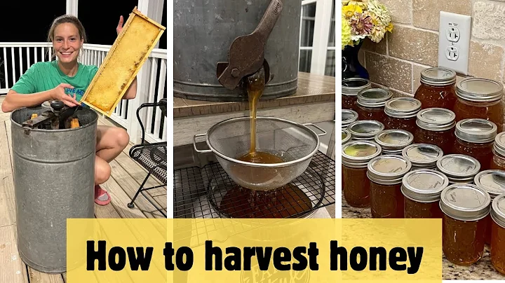 Beekeeping 101: HOW TO HARVEST HONEY | Every step explained for beginner beekeepers!