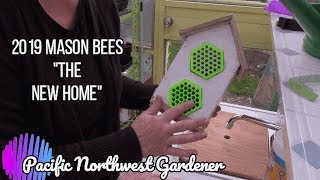 Mason bees of 2019