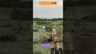 afrika jangal lion vs Boar fight 🦁🐗🔥#wildlife #animals #lion #wildanimals #viral #trending #ytstudio