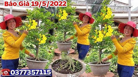 BG 19/5👉Cúc Thọ Hương Ghép Tàng🌼Giảo Thủ Đức💥Mai Đại Lộc🌼Bạch Mai⭐️Hoàng huyết Long☎️0377357115