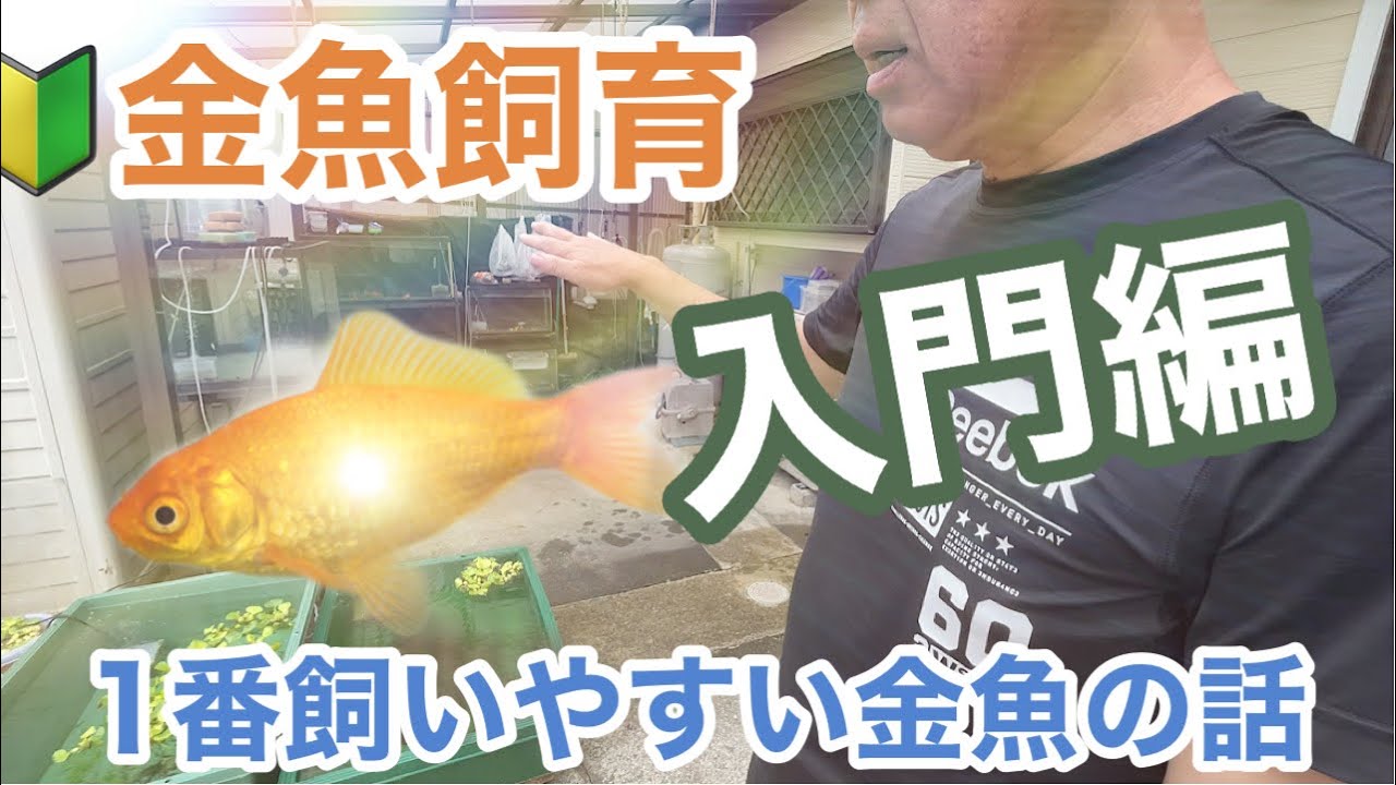 🔰Introduction to raising goldfish: Which goldfish is the easiest
