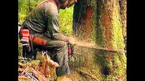 Coldcut & Hexstatic - Timber (Future 3 Rework)