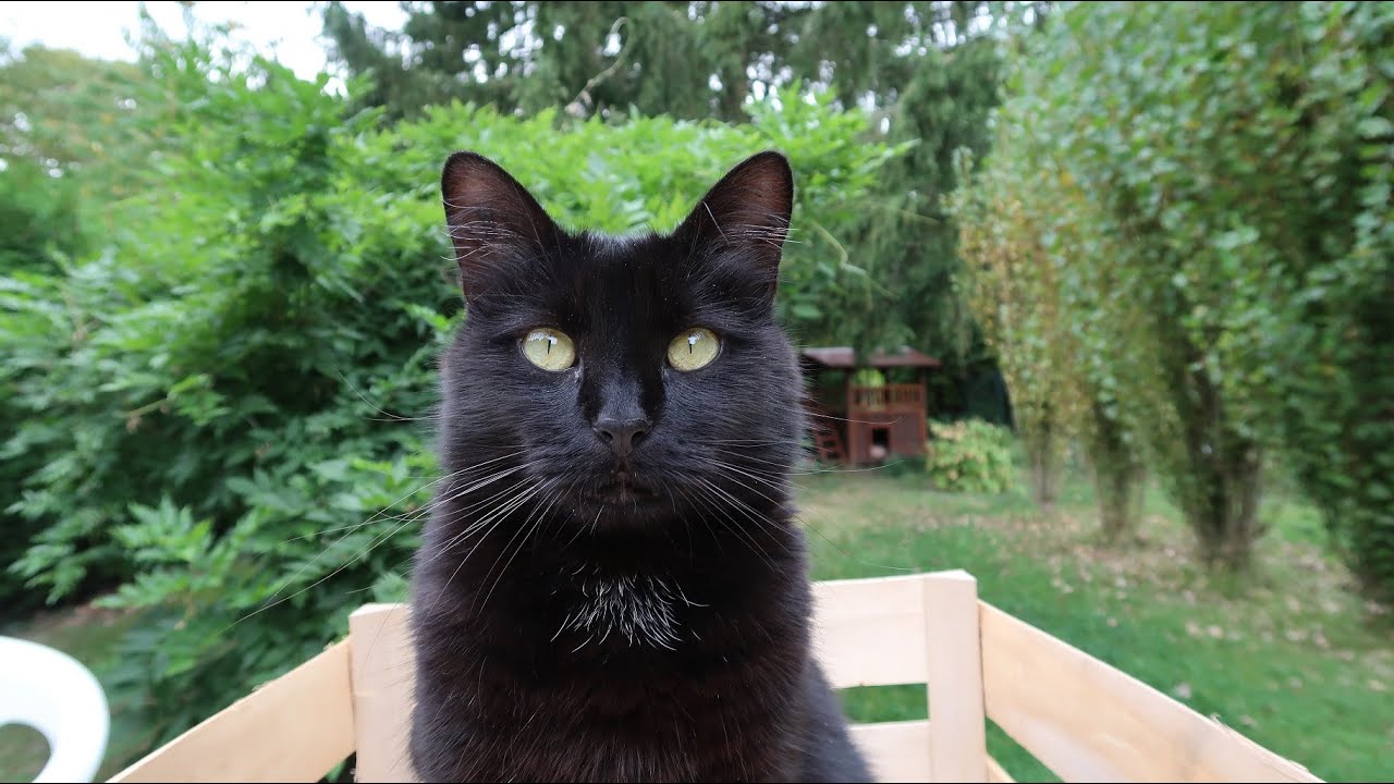 Chat Qui Chante Springtime Family Band 35 Youtube