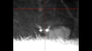 Sambar Deer Hunt With Blaser R93 In 30-06, Pard Ds35-70 Lrf, Victoria 18072025