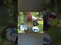 This snake climbs a tree by wrapping it