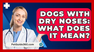 Dogs With Dry Noses: What Does It Mean? - PetGuide360.com