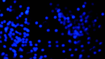 CHAOTIUM YANTRA final presentation EASA2014