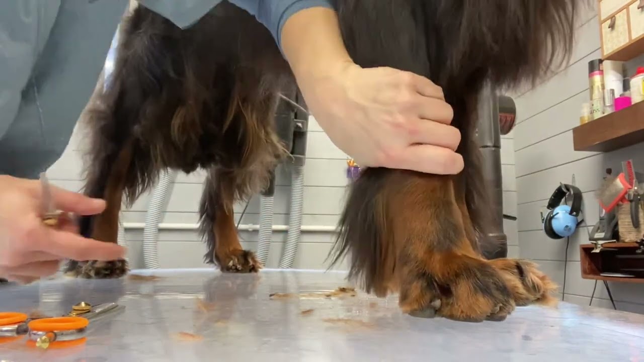 Setter feet trimming - Part 2 - Gordon Setter Grooming - YouTube