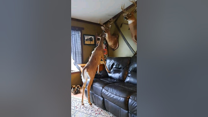 Catch'n Deers 😂 #hunting #deer #whitetail
