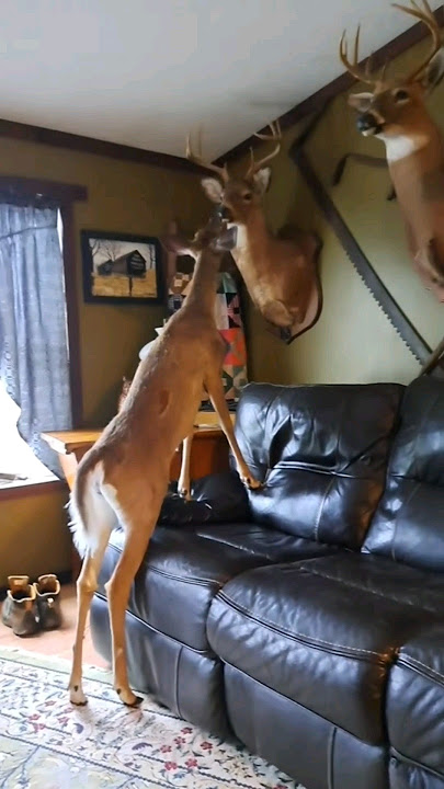 Catch'n Deers 😂 #hunting #deer #whitetail