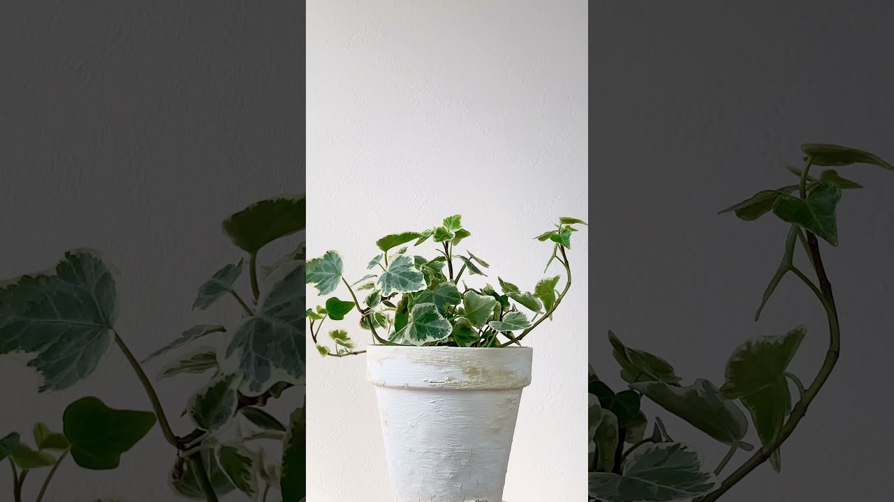 ユーフォルビア属の多肉植物 ソテツキリン 蘇鉄麒麟 をご紹介します Uchi De Green ウチデグリーン Youtube