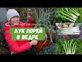 Отличный результат! Лук порей в контейнере / Огород в контейнерах