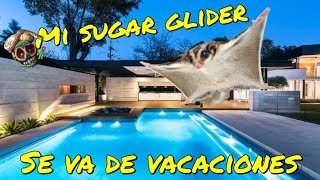 Como llevarme a mi sugar glider de vacaciones. MORDIDA DE SERPIENTE DE DANIEL