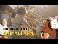 Nihira goes to animal farm