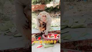 🙏जय 🌹हनुमानजी 🙏🚩#monkey #hanuman #aaru #funny