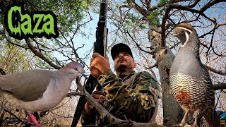 Caceria De Palomas Barranqueras CON EL AVENGER GEN 1 - MUY POTENTE