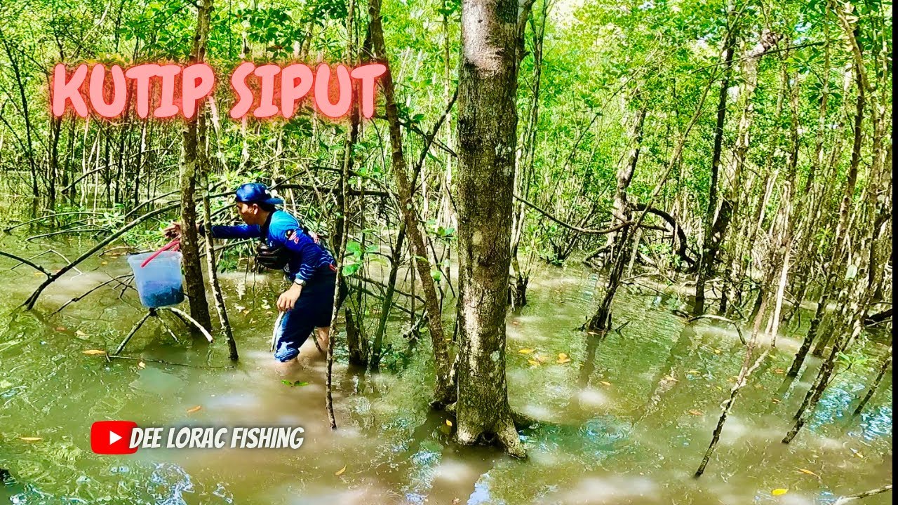 P82 Cara mencari siput sedut waktu air pasang  di merlimau melaka