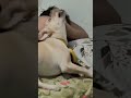 Doglover #animals #dog #labrador #pet #puppy #funny #short