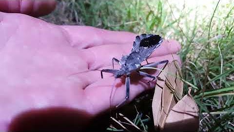 Arilus cristatus, the wheel bug!! HD 4K