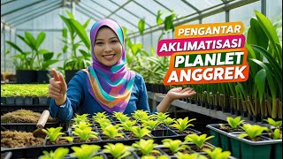 PENGANTAR AKLIMATISASI PLANLET ANGGREK