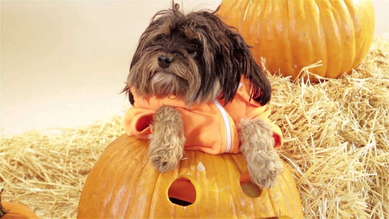 dog in pumpkin