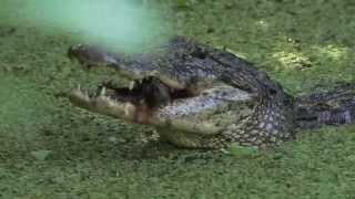 American Alligator Pulverizes Fish